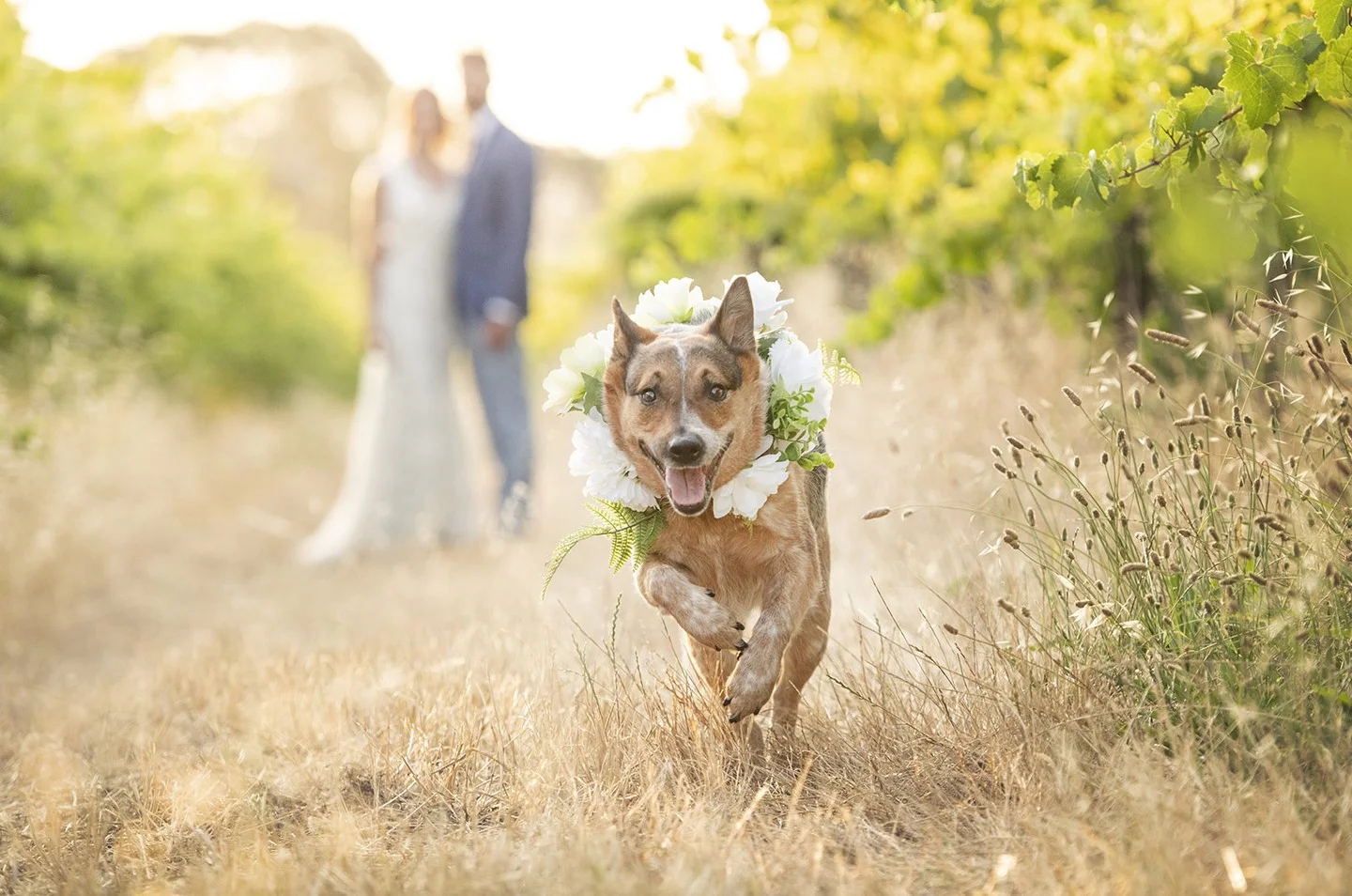 Wedding-pet-ideas-pet-on-honeymoon-photo-Svenstudios