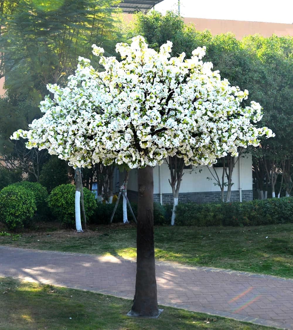 White Cherry Blossom Tree for Hire in Melbourne