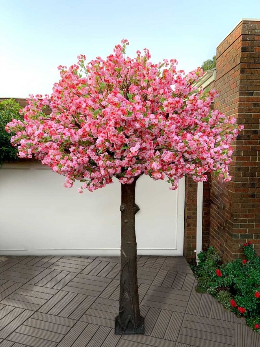 Pink Cherry Blossom Tree for Hire in Melbourne