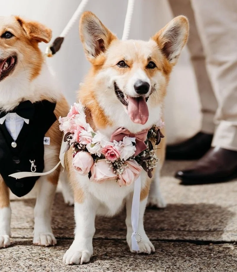 wedding-pet-ideas-flower-collar-Hanks-Fur-Friends