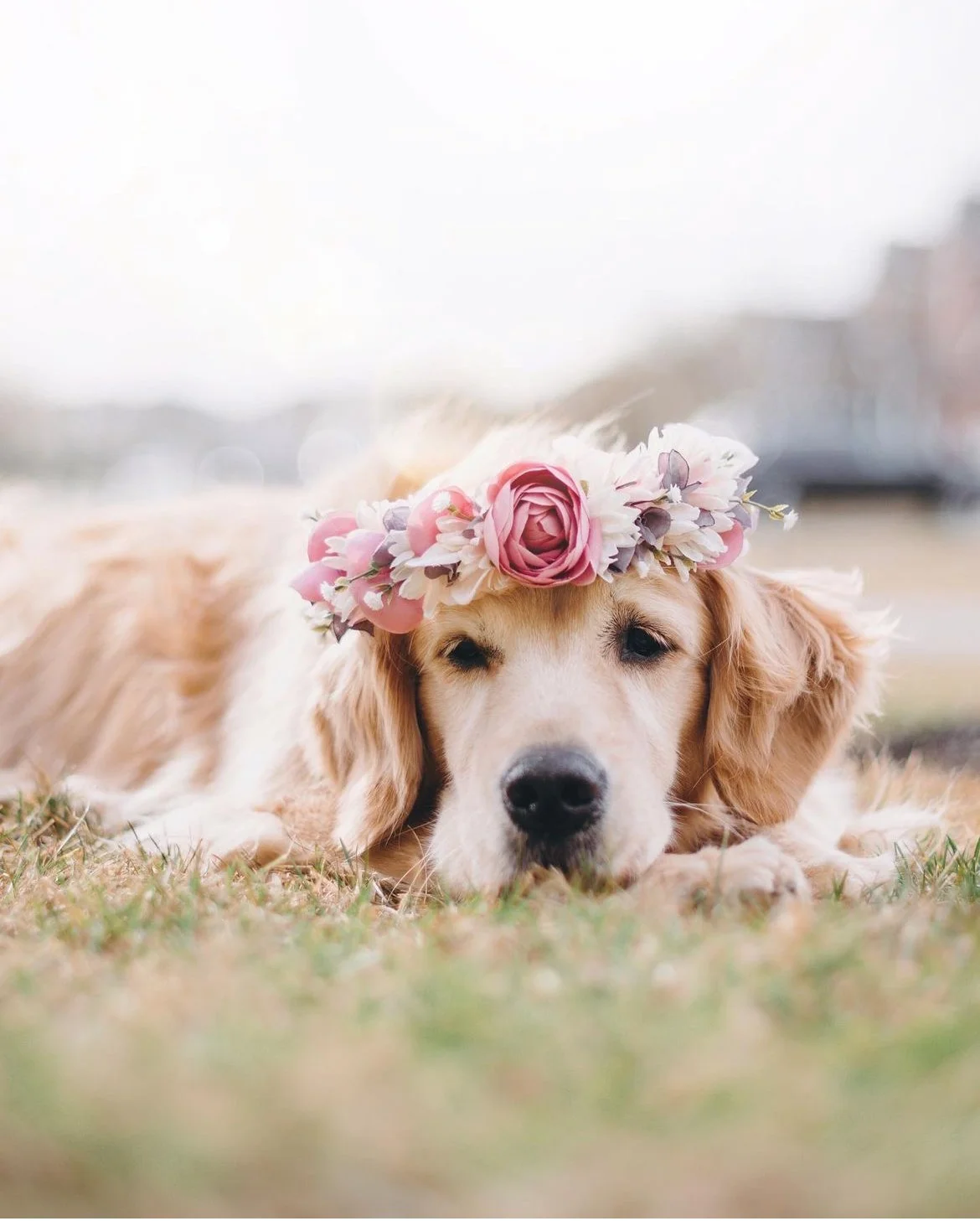 wedding-pet-ideas-flower-crown-Hanks-Fur-Friends