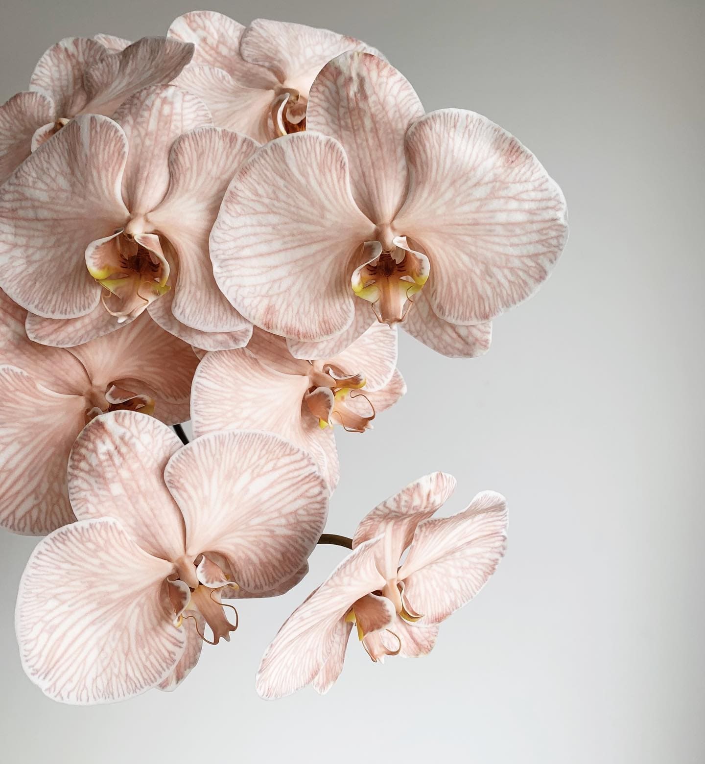 phalaenopsis orchid wedding flowers
