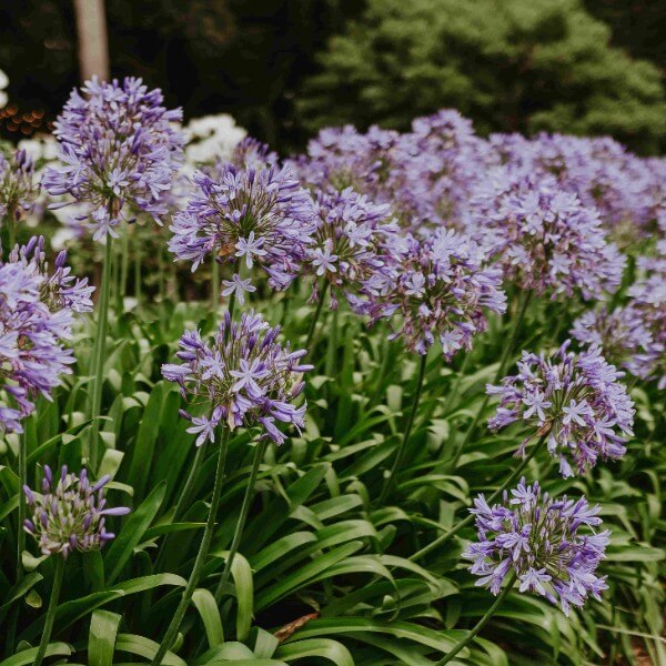 Summer gardens Gabbinbar Homestead