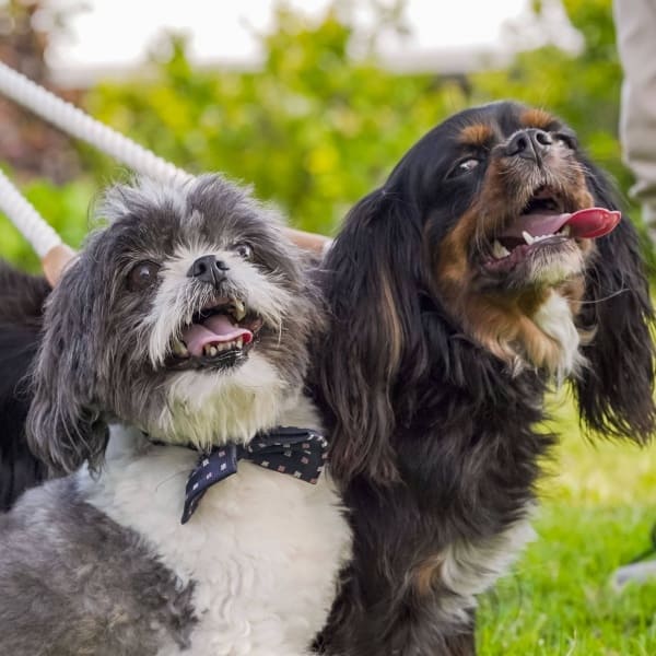 The family pets! Dressed to impress