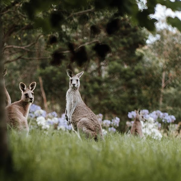 Wildlife at the Growwild Wildflower Farm