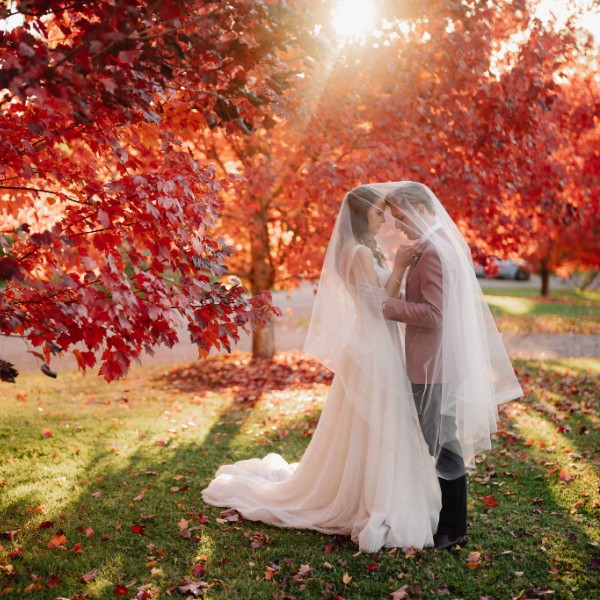 Autumn - Red Lipstic Maples at Growwild
