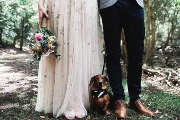 Belle & Matt's fur baby ~ Basil the ring bearer! Photograph by Michelle Fiona.