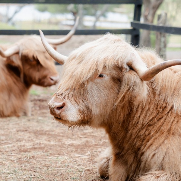 Highland Cows